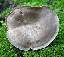 Entoloma abortivum.